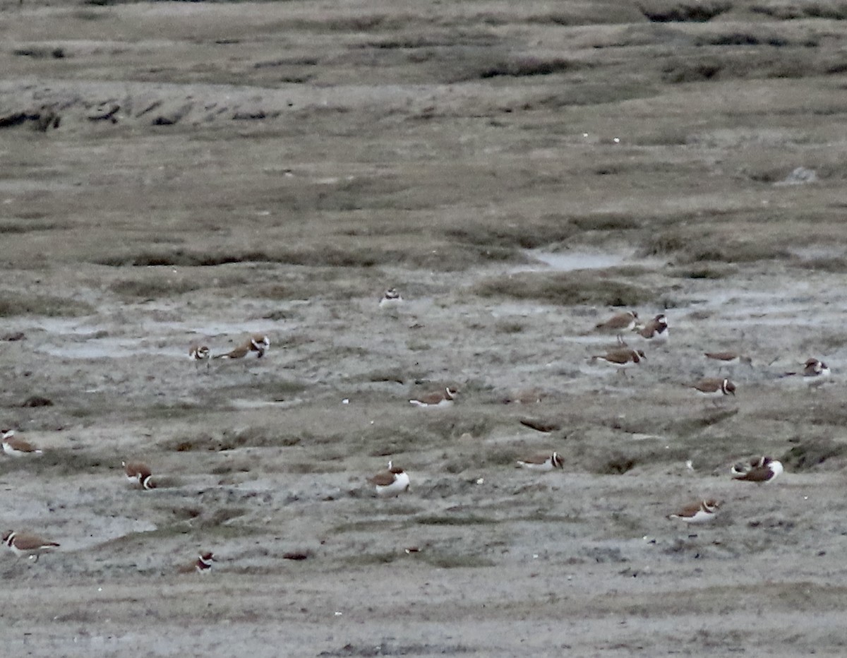 Semipalmated Plover - ML615076325