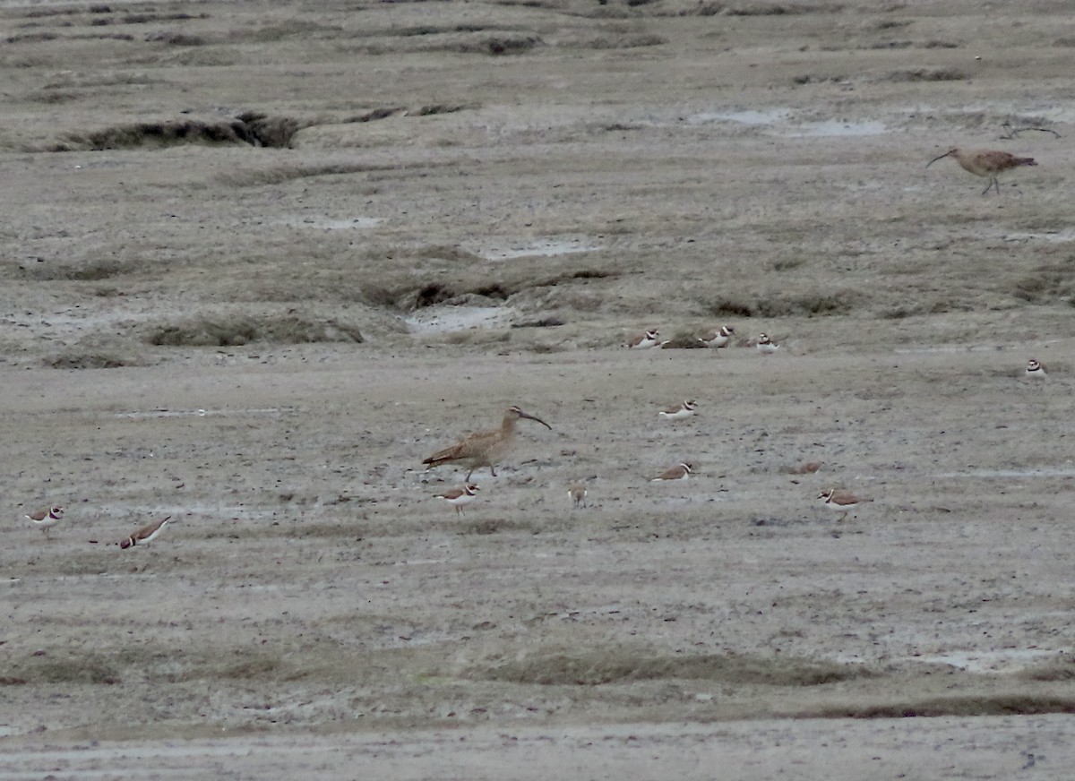 Semipalmated Plover - ML615076326