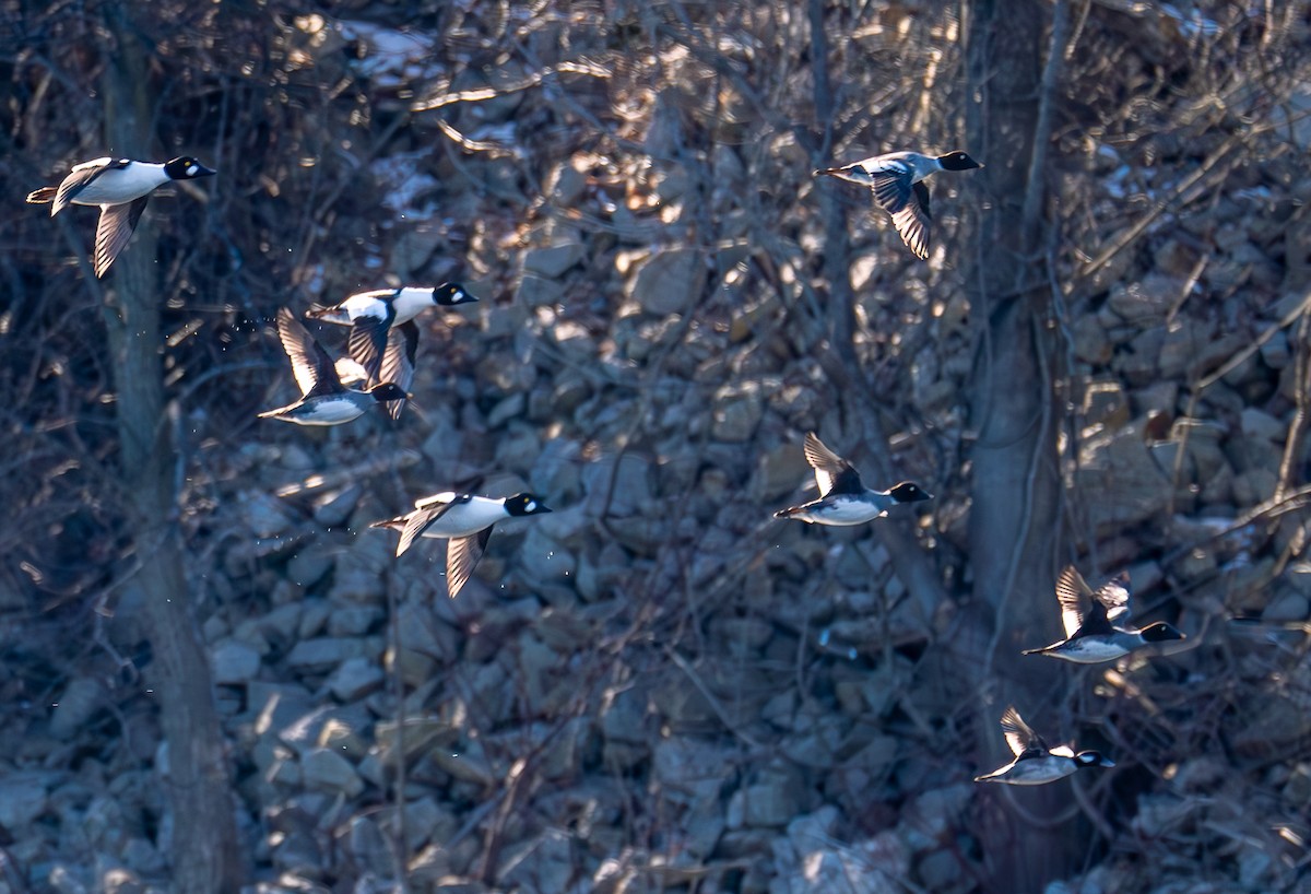 Common Goldeneye - ML615076349