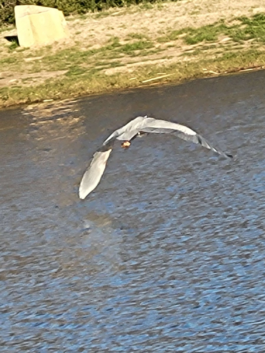 Great Blue Heron - Anonymous