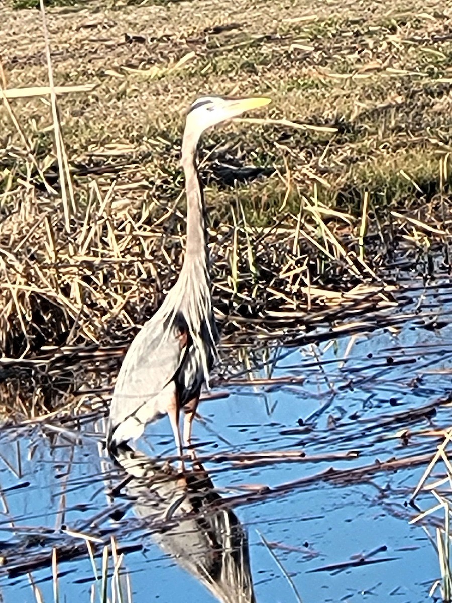 Great Blue Heron - Anonymous