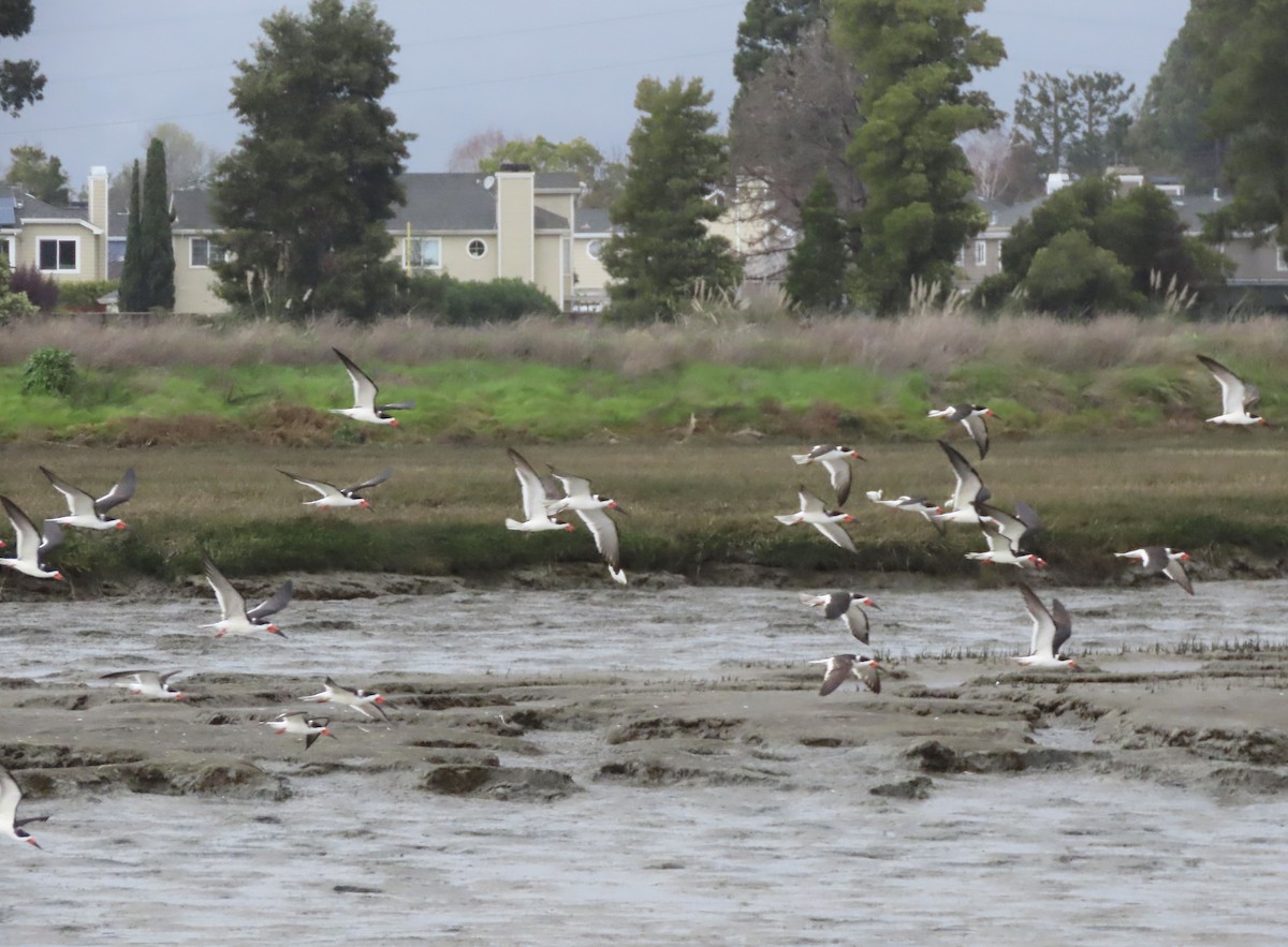 Black Skimmer - ML615076363