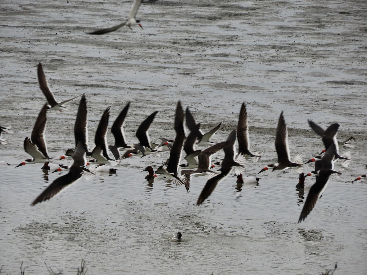 Black Skimmer - ML615076366