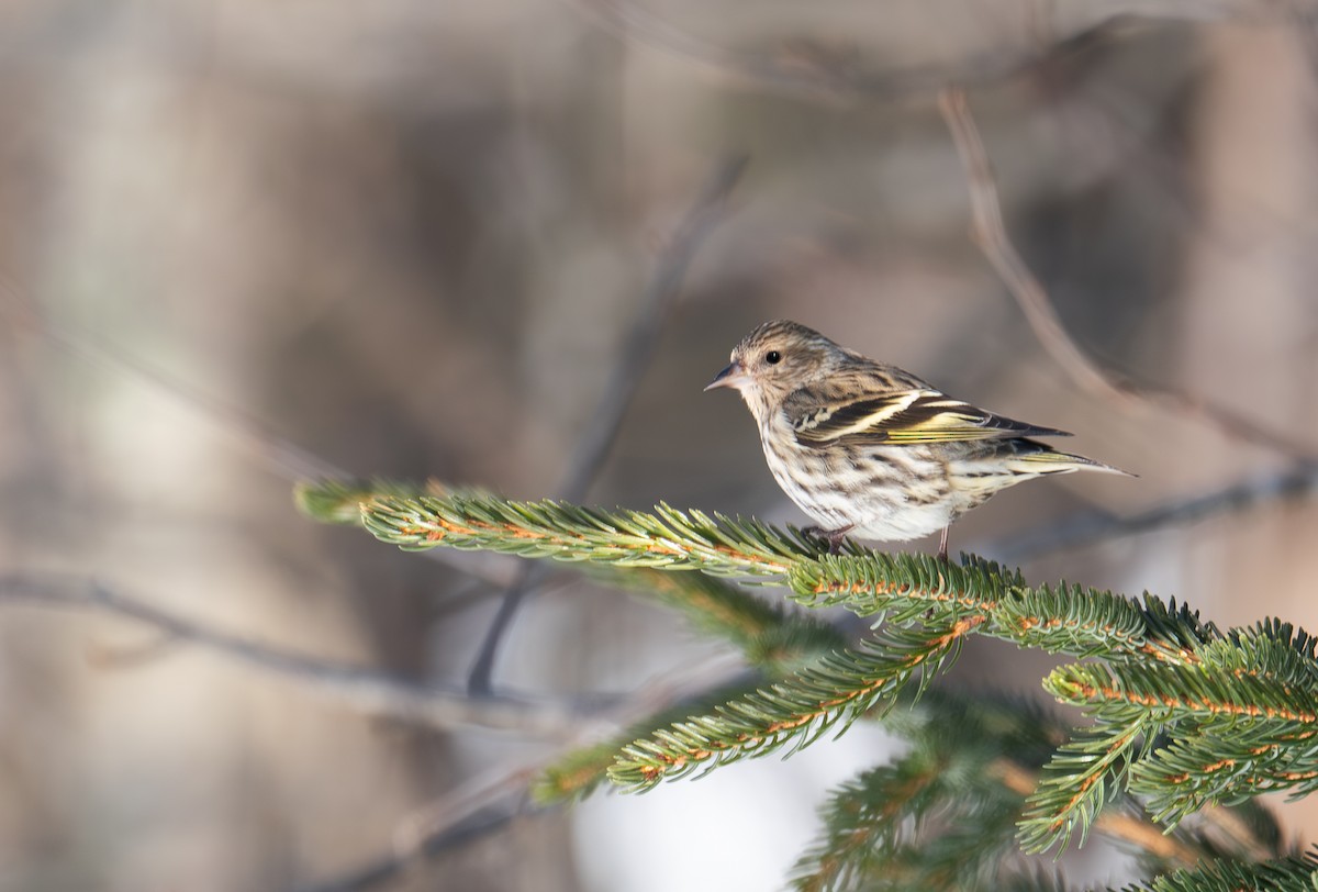 Pine Siskin - ML615076372