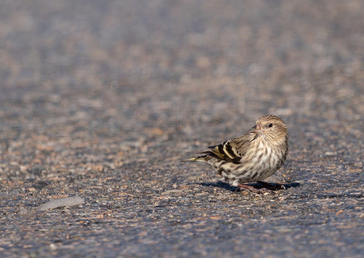 Pine Siskin - ML615076373