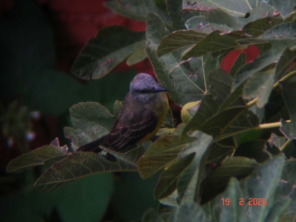 Tropical Kingbird - ML615076375