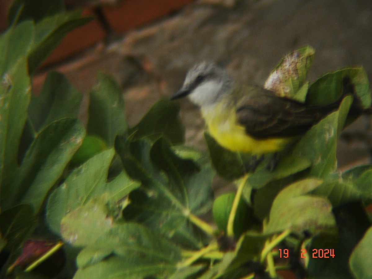 Tropical Kingbird - Fernando Vilar