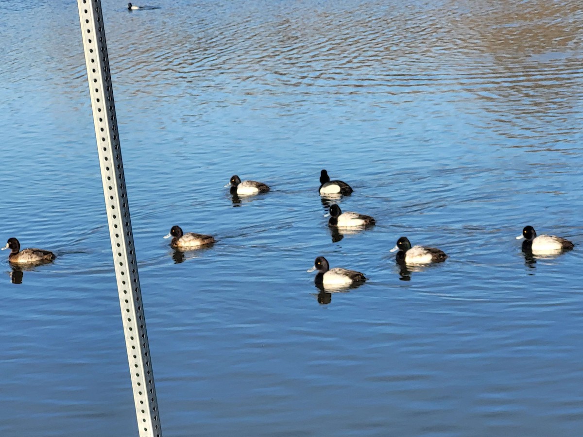 Lesser Scaup - ML615076412