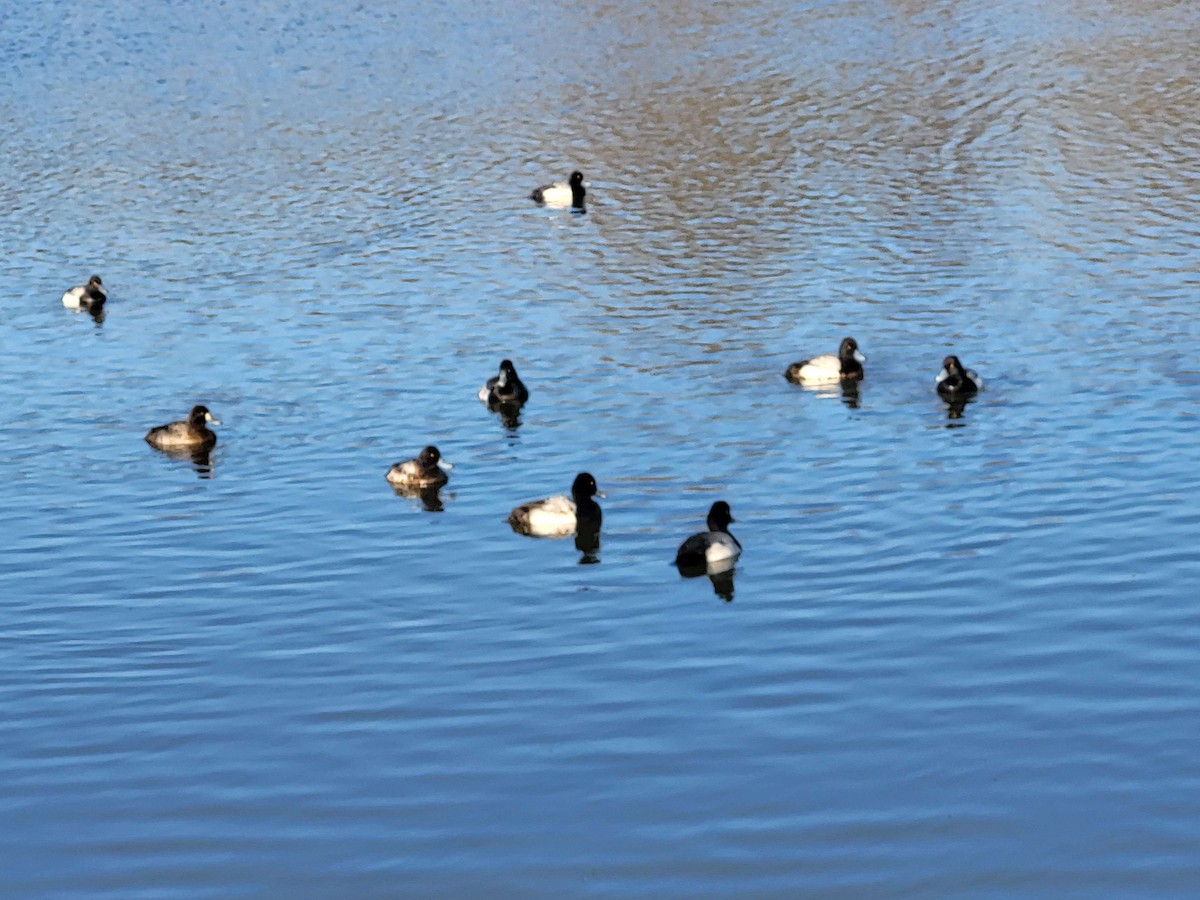 Lesser Scaup - ML615076413