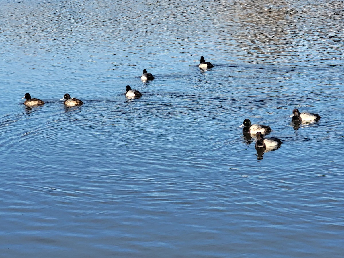 Lesser Scaup - ML615076414