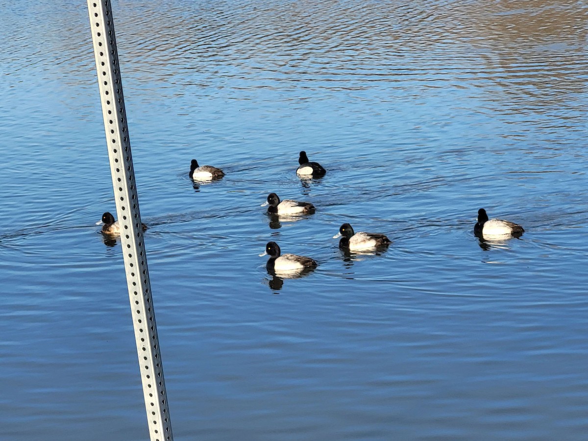 Lesser Scaup - Anonymous