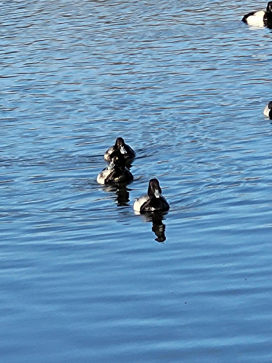 Lesser Scaup - ML615076416