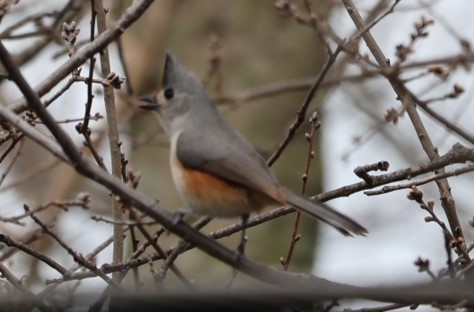 Mésange bicolore ou M. à plumet noir - ML615076422