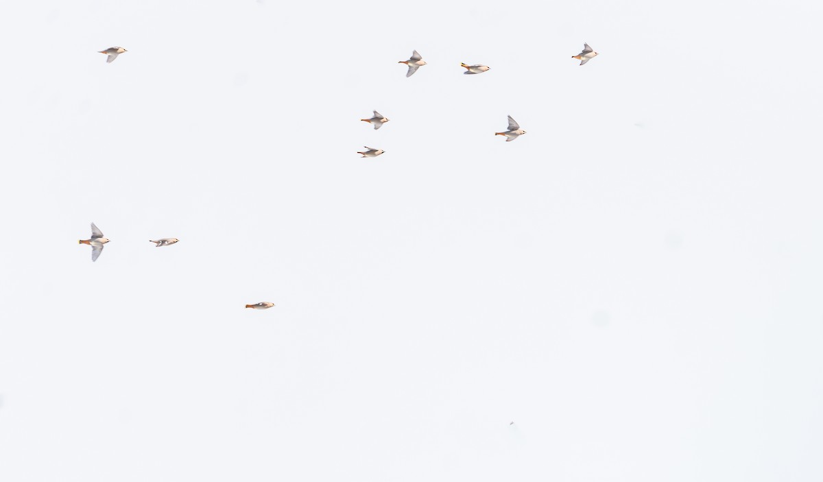 Bohemian Waxwing - ML615076425