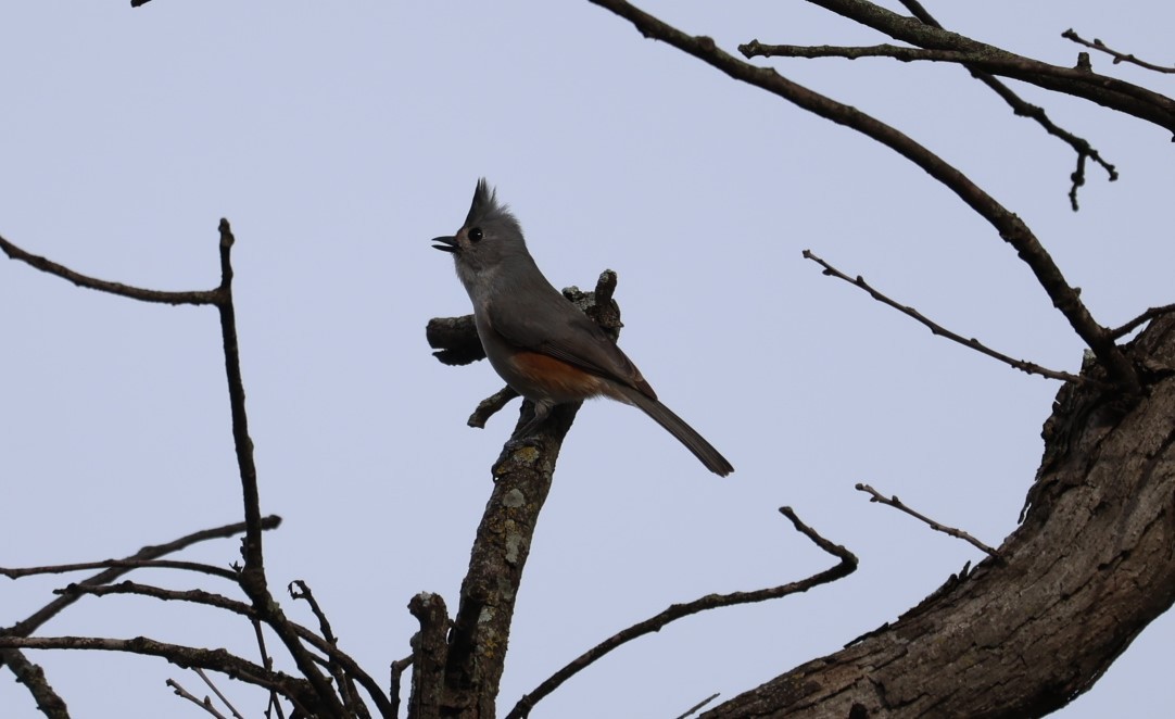 Mésange bicolore ou M. à plumet noir - ML615076433