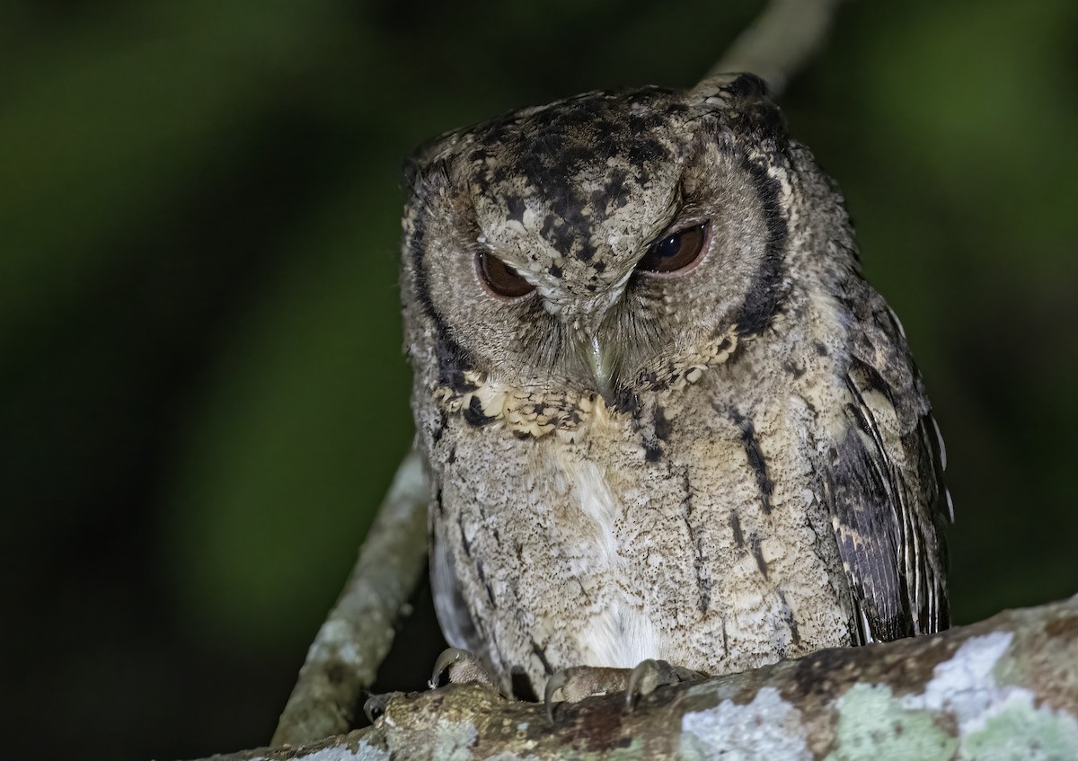 Collared Scops-Owl - ML615076443