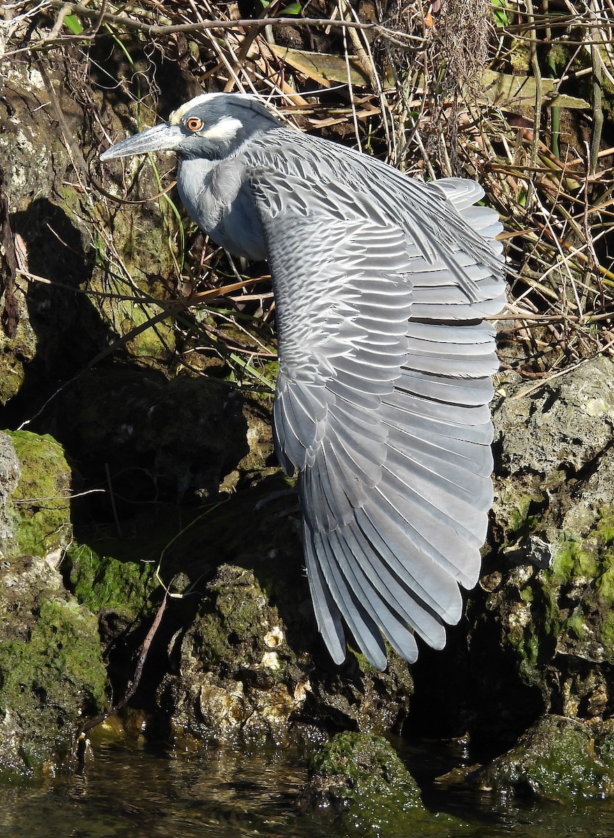 Yellow-crowned Night Heron - ML615076450