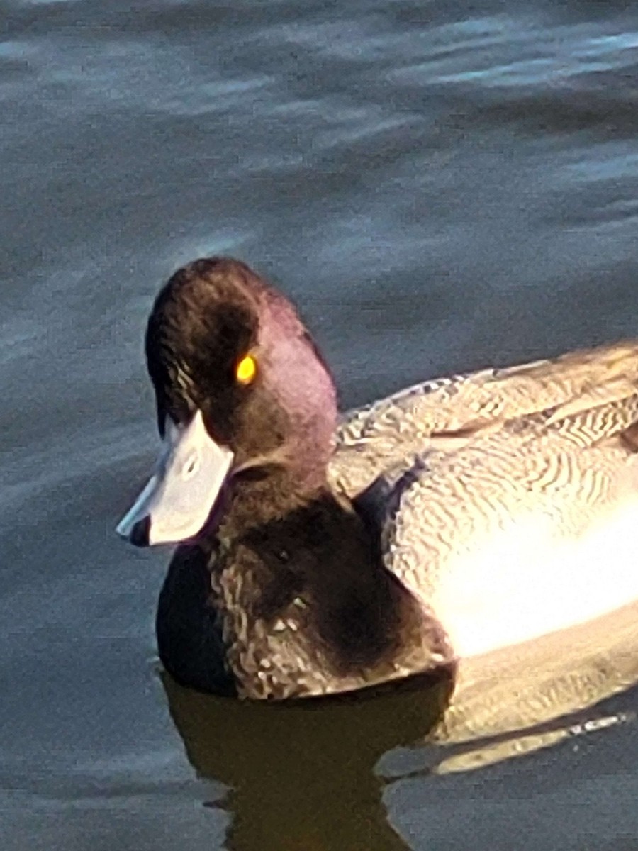 Lesser Scaup - ML615076456