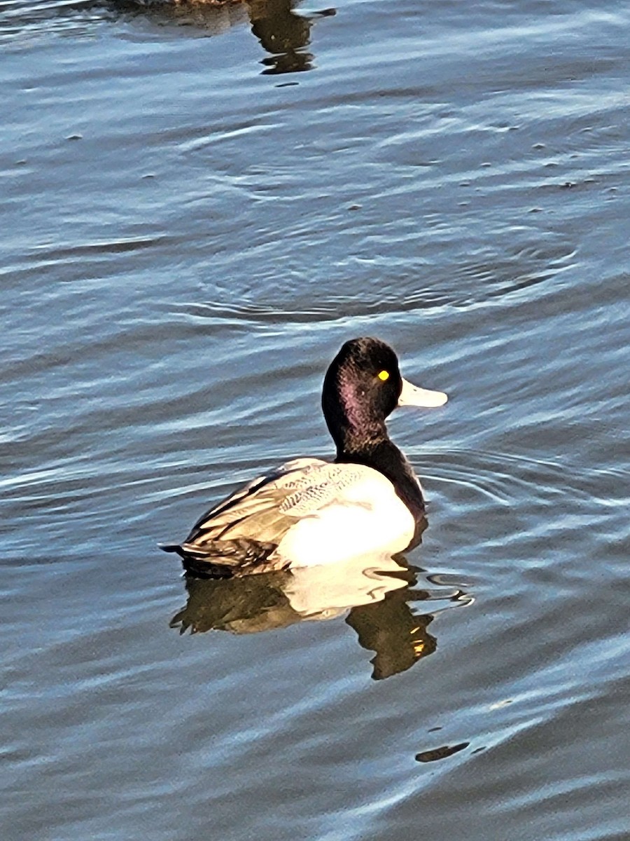 Lesser Scaup - Anonymous