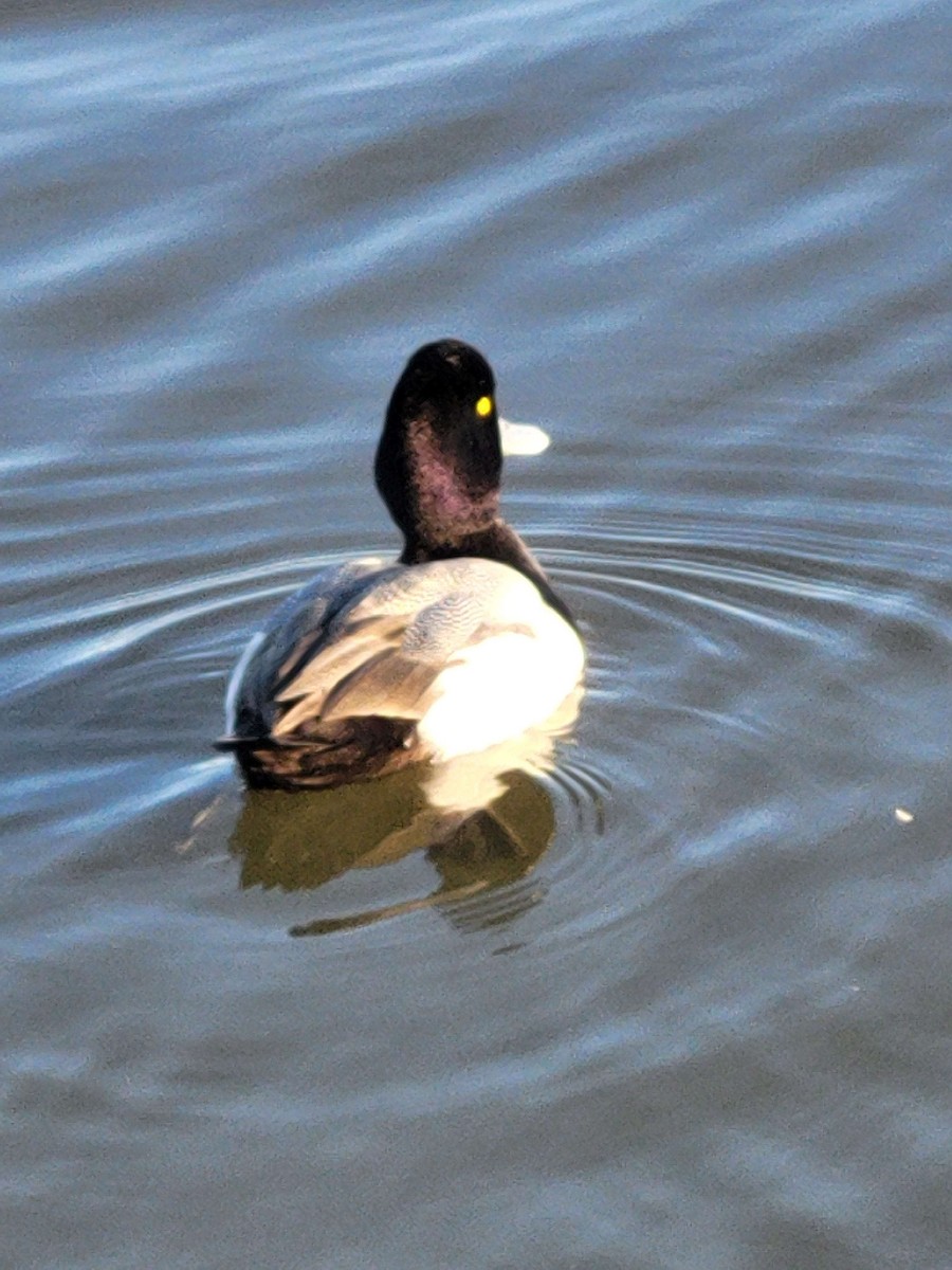 Lesser Scaup - Anonymous