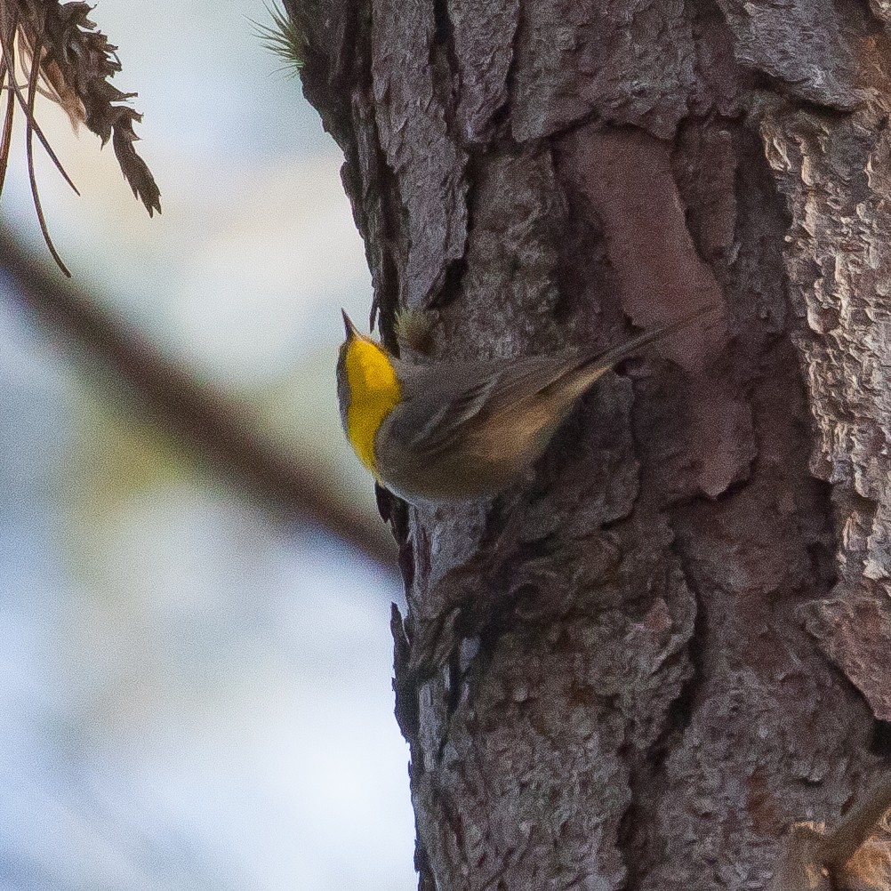 Olive-capped Warbler - ML615076459