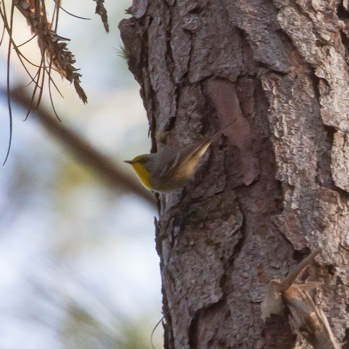 Olive-capped Warbler - ML615076460