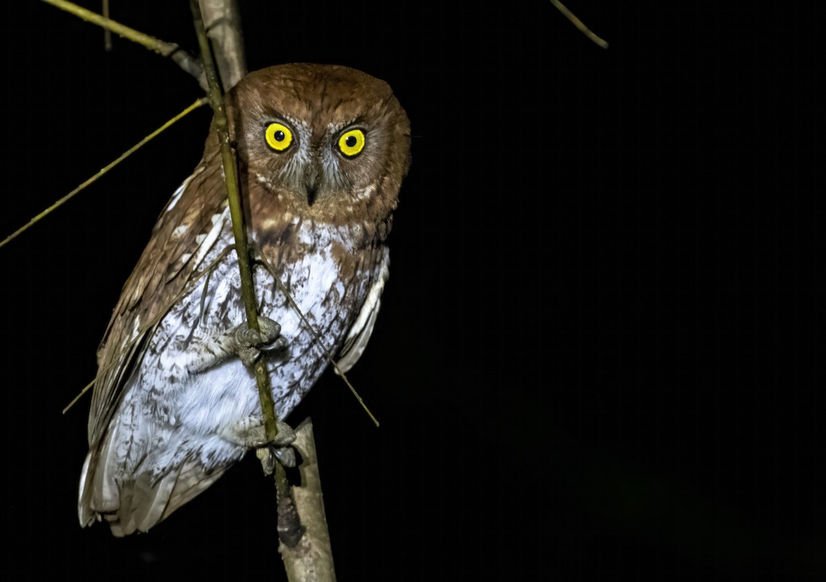 Oriental Scops-Owl - ML615076463