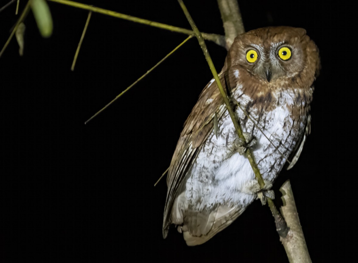 Oriental Scops-Owl - ML615076466