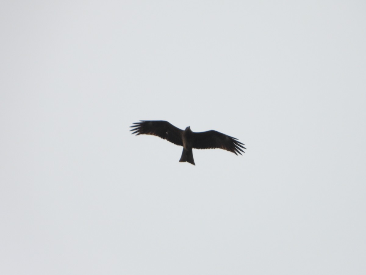 Black Kite - ML615076479