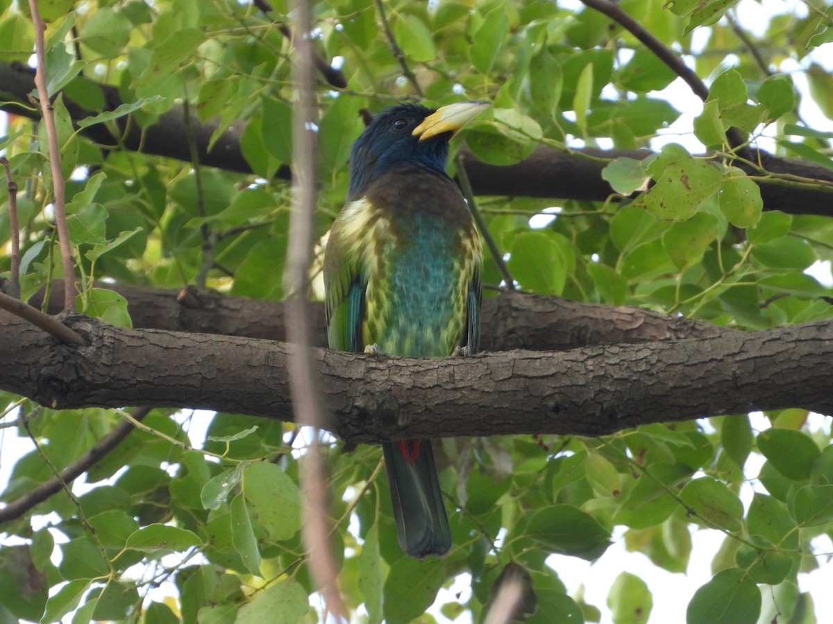 Great Barbet - ML615076489