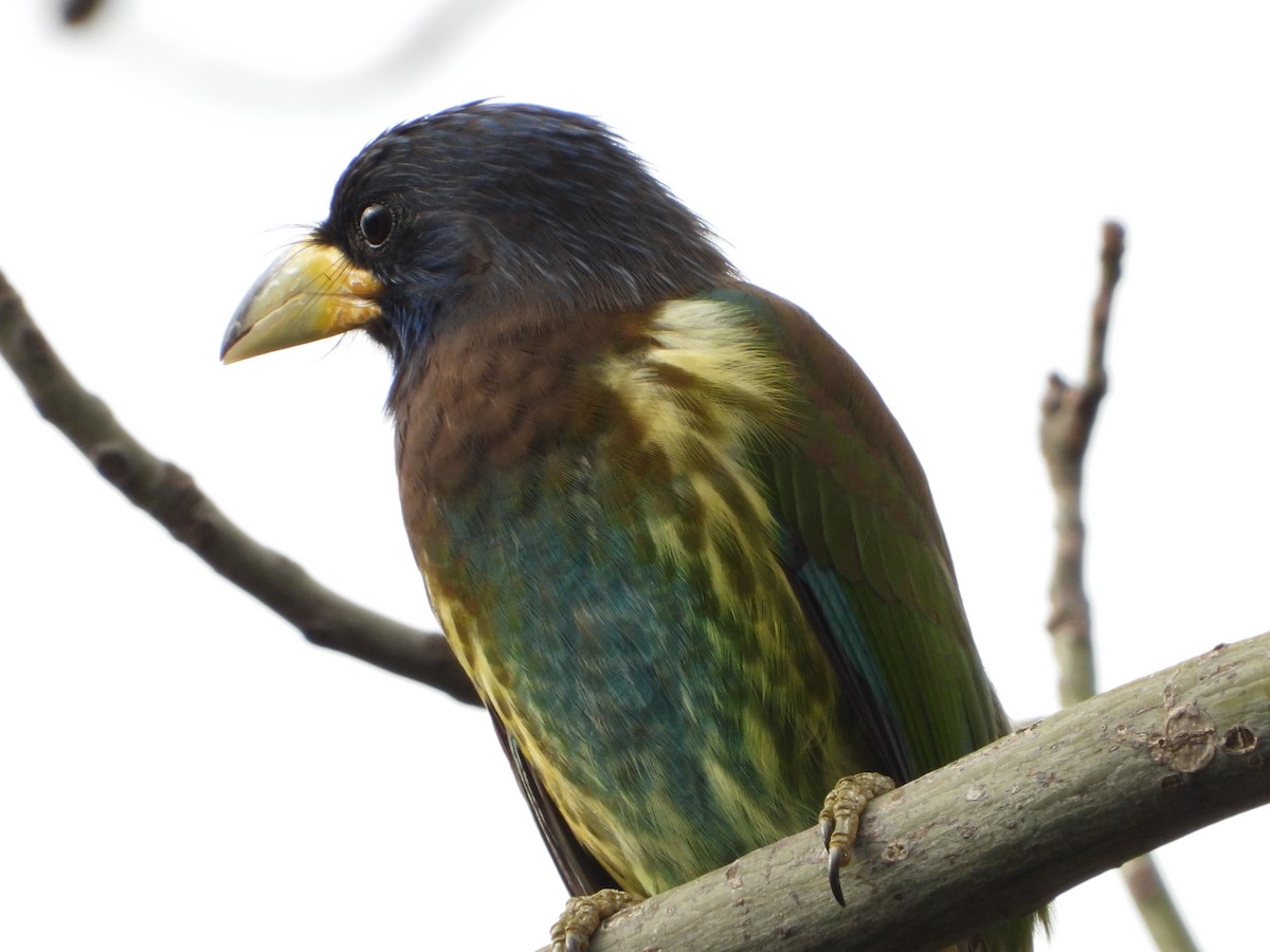 Great Barbet - ML615076495