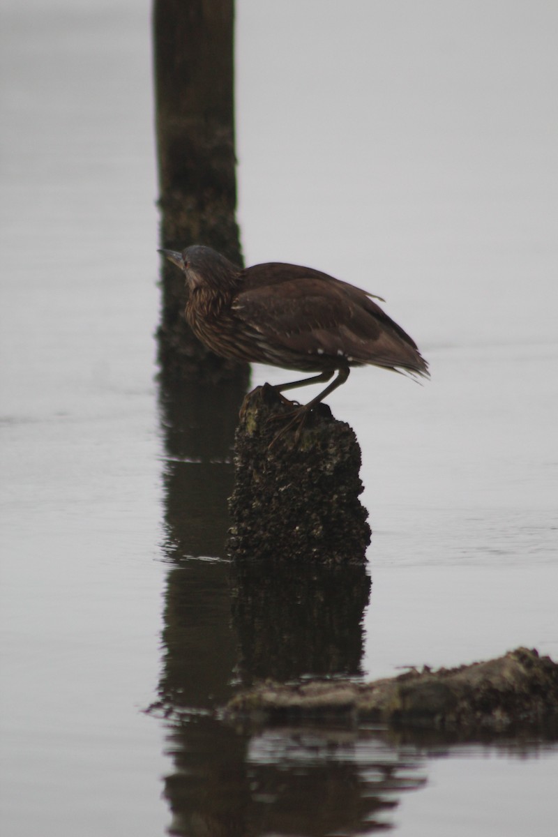 Black-crowned Night Heron - ML615076500