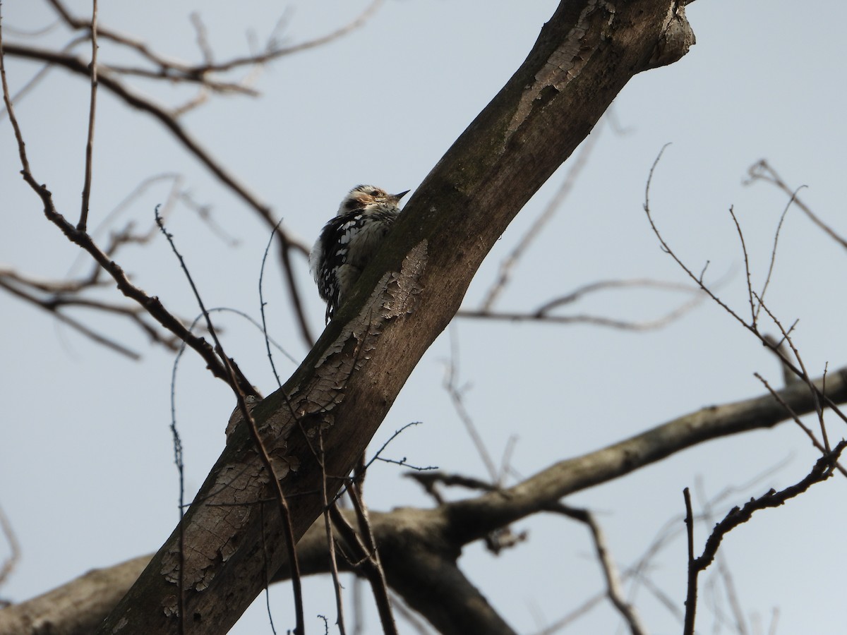 Gray-capped Pygmy Woodpecker - ML615076504