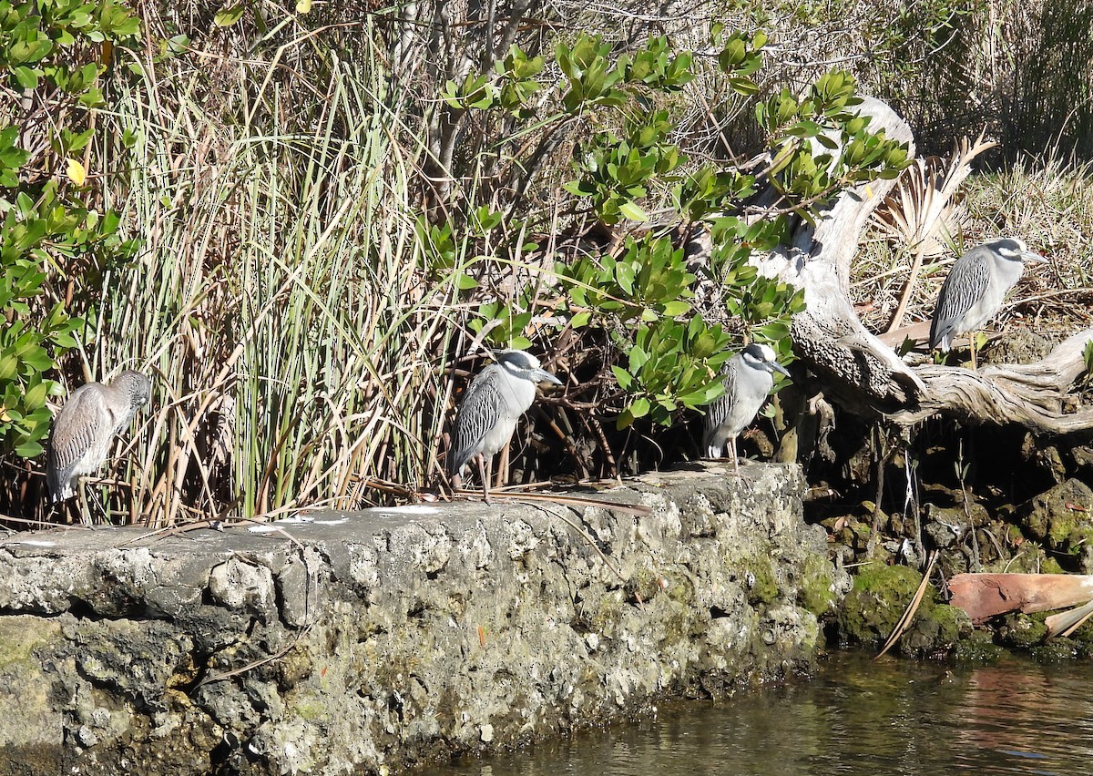 Yellow-crowned Night Heron - ML615076507