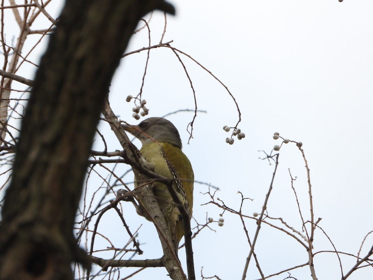 Gray-headed Woodpecker - ML615076510