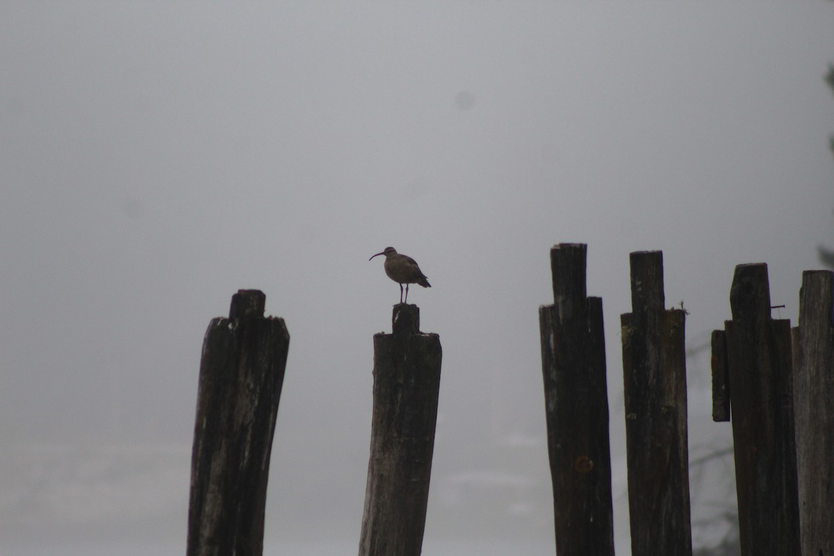 Regenbrachvogel - ML615076515