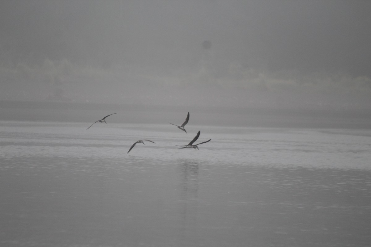 Black Skimmer - ML615076535