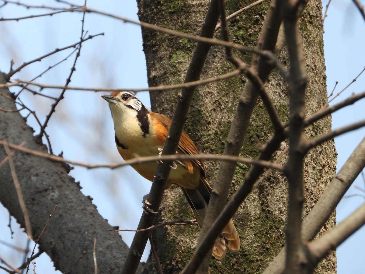 Greater Necklaced Laughingthrush - ML615076542