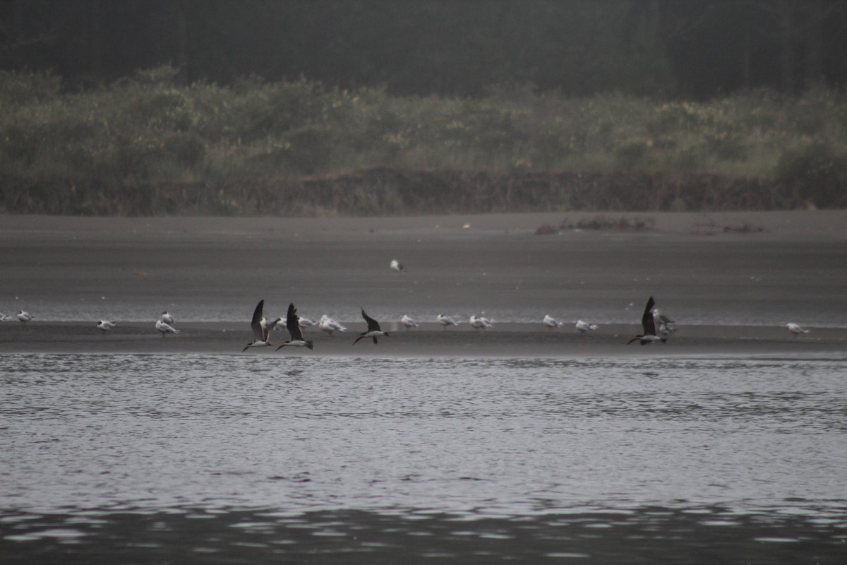 Black Skimmer - ML615076543