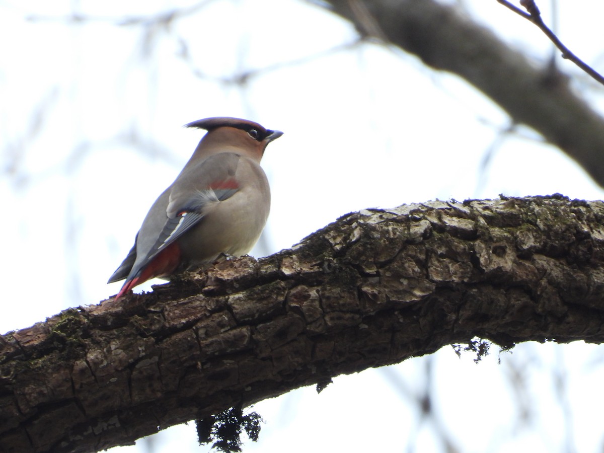 Japanese Waxwing - ML615076560