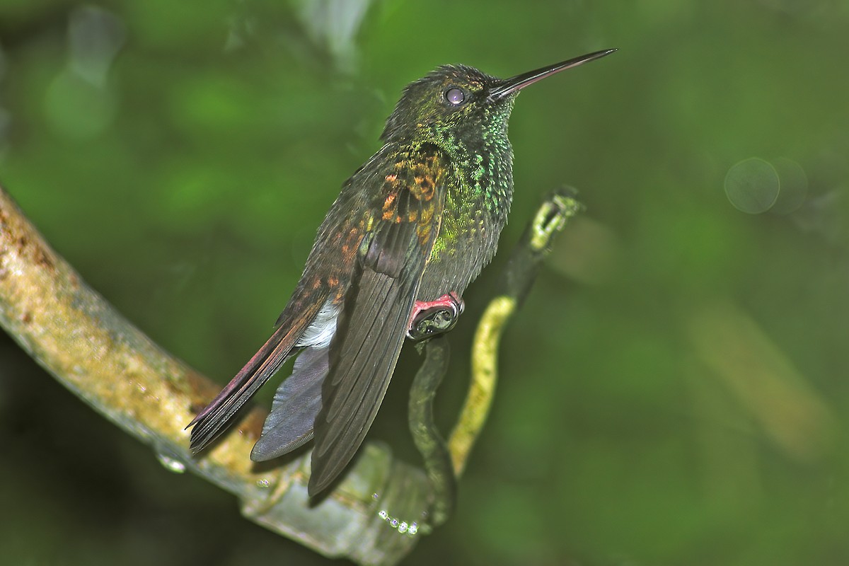 Bronze-tailed Plumeleteer - Allen Chartier