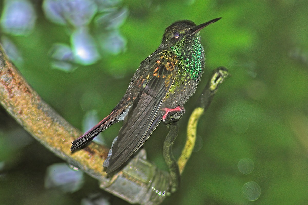 kolibřík křivozobý - ML615076565