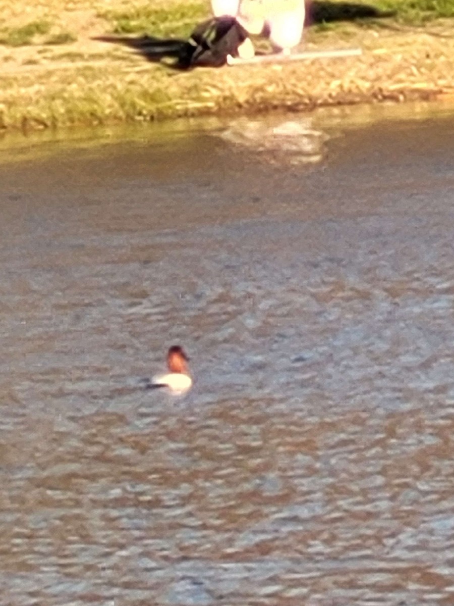 Canvasback - Anonymous