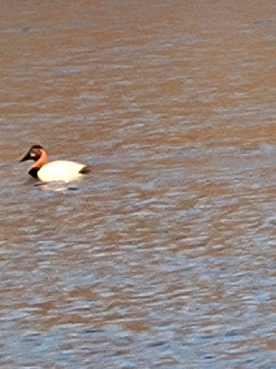 Canvasback - Anonymous