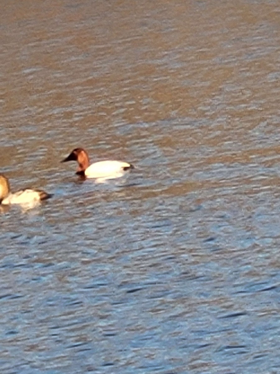 Canvasback - Anonymous