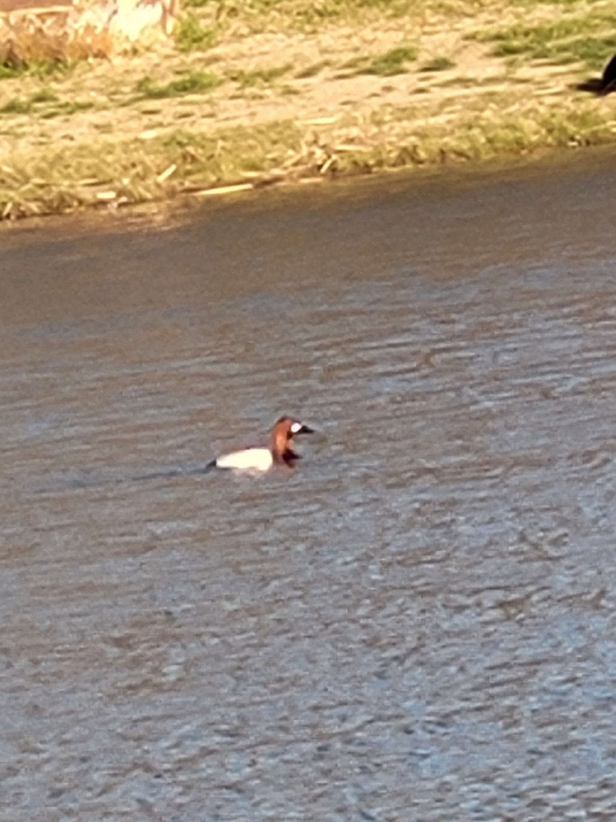 Canvasback - Anonymous