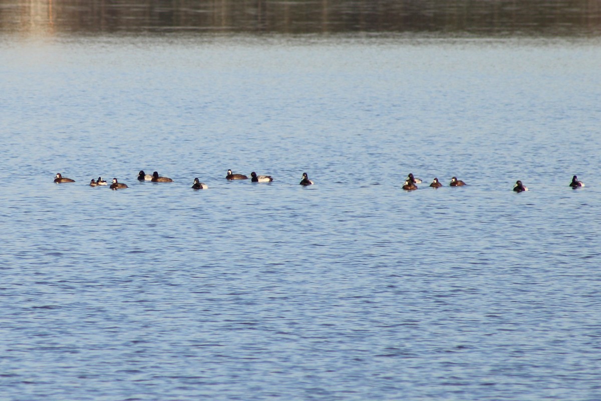 Lesser Scaup - ML615076705