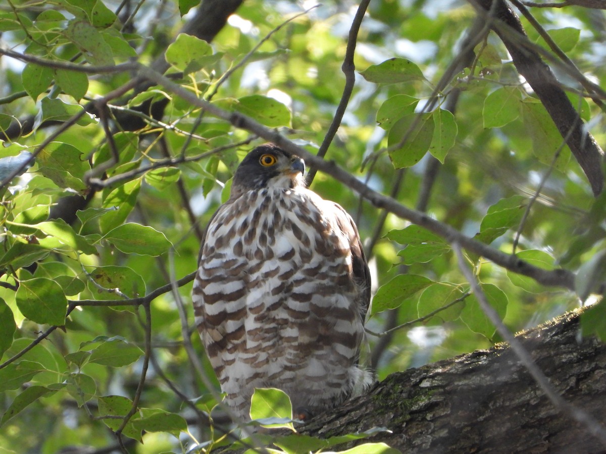 Crested Goshawk - ML615076758