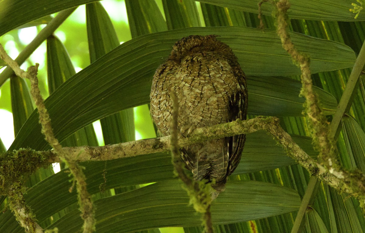 Bare-shanked Screech-Owl - ML615076769