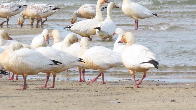 Ross's Goose - ML615076788